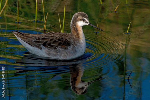 Wilson's Phalarope (Phalaropus tricolor) at Camas Prairie Centennial Marsh Idaho May 31, 2024.