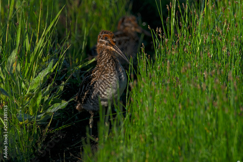  Wilson's Snipe immature