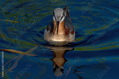 Wilson's Phalarope (Phalaropus tricolor) at Camas Prairie Centennial Marsh Idaho May 31, 2024.