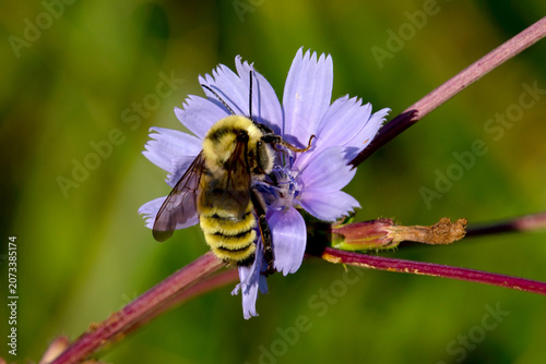  Yellow Bumblebee on Chicory