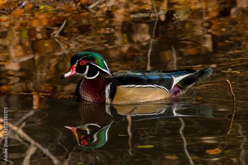 Wood Duck in morning sun