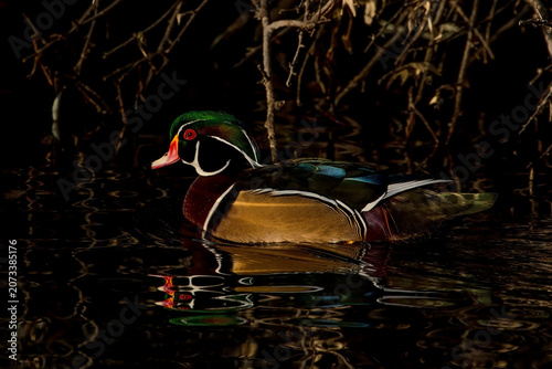 Wood Duck in Boise, Idaho