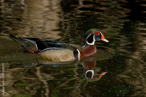 Wood Duck (Aix sponsa)