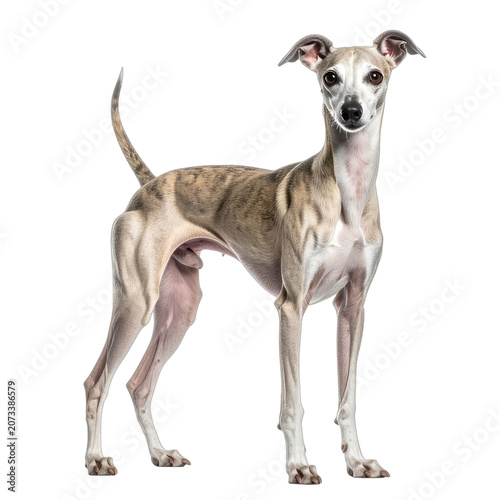 A whippet dog stands elegantly against a black background.
