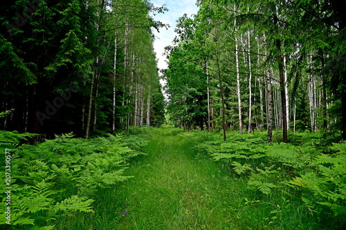 path in the forest