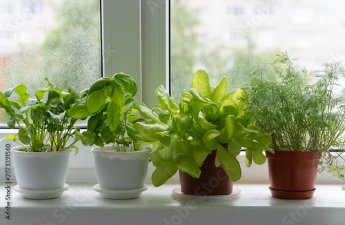 Photos pots of herbs on the windowsill
