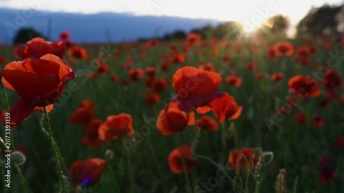 wild red beautiful poppies flowers blossoming at field at sunset.  close up