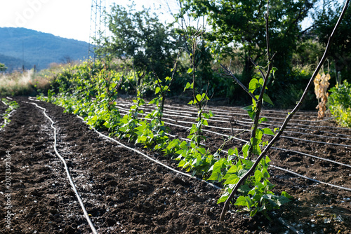 Foto Green bean seedlings grown in neat rows in a field using a drip irrigation system