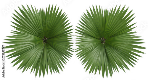 Two green palm leaves isolated on transparent background