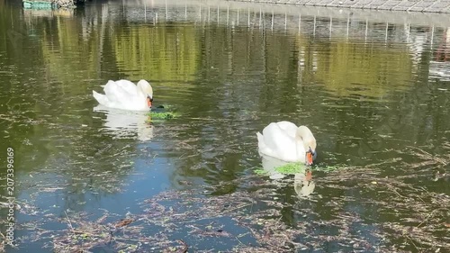Swan Gliding on Pond in Slow Motion with Reflections