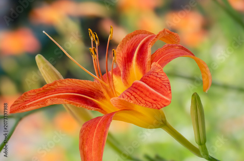 Close up of a Orange Daylily Bloom