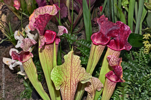 Carnivorous plant Sarracenia, commonly called trumpet pitcher, showing its insectivorous trap mechanism in a natural bog habitat
