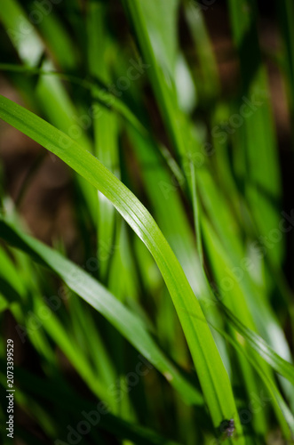 Canvastavla Grass
