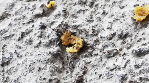Ants Carrying Food Across Rough Surface in Slow Motion