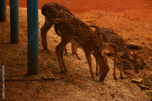 Obraz na plátně Spotted deer feeding on red earth in a wildlife enclosure with wildlife enclosur