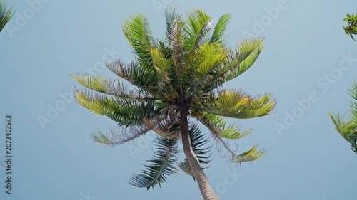 Low-angle palm tree sequence showing progressive frond motion in tropical daylight. tropical palm tree shot from low angle across clip to near-end showing progressive increase
