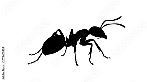 Photos Black ant silhouette, insect icon, animal symbol, wildlife graphic isolated on W