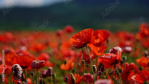 Konstfotografi Bulgarian poppy field in summer