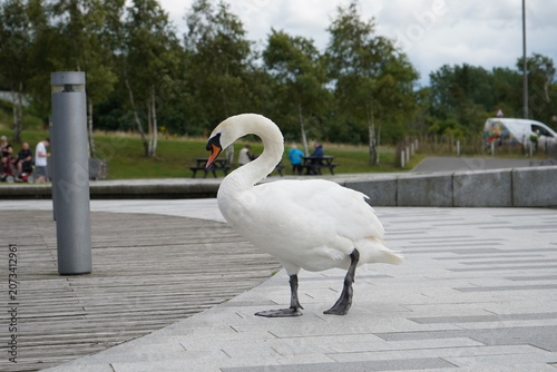 Bild auf Leinwand Mute Swan Standing on a Paved Public Park Plaza