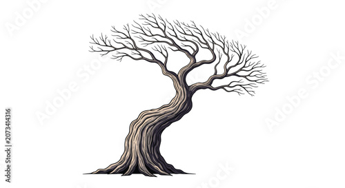Old twisted crooked tree with bare branches in winter or autumn season isolated on a clean white background.