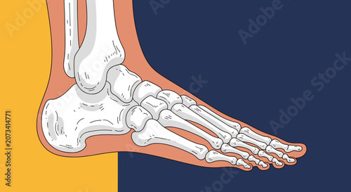 Human foot bone structure and ankle joint anatomy detailed medical scientific vector illustration side view.