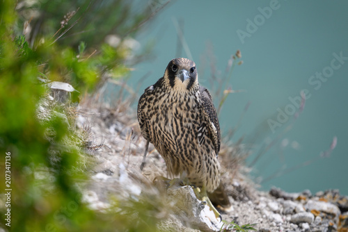 Peregrine falcon (Falco peregrinus) Juvenile