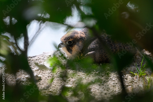 Peregrine falcon (Falco peregrinus) Juvenile