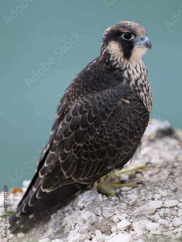 Peregrine falcon (Falco peregrinus) Juvenile