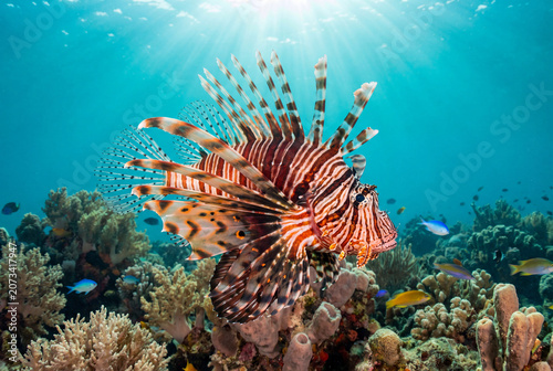 Colorful parrotfish swimming over coral reef in clear ocean water  