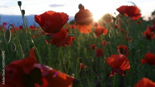 wild red beautiful poppies flowers blossoming at fiels at sunset.  close up