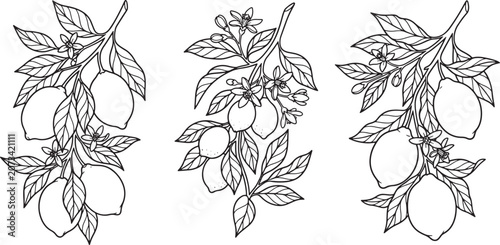 Lemon fruit branches with leaves and flowers set in hand drawn black and white line art style
