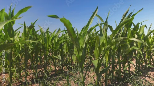 A professional commercial cornfield in Bavaria, Germany, showcasing modern agricultural crop rows, high plant density, and sustainable farming management on a fertile German agribusiness land.
