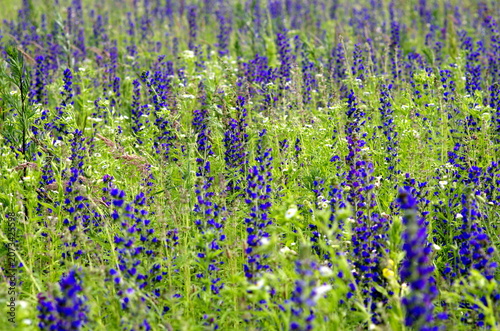 Blue flowers in the grass