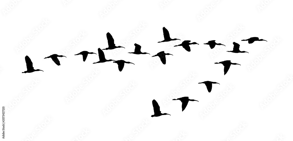 Obraz premium flock of birds flying in sky isolated clear background