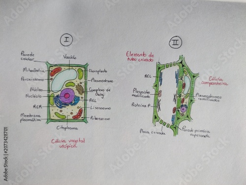 Canvastavla Célula vegetal (I) e Elemento de tubo crivado (Ii)