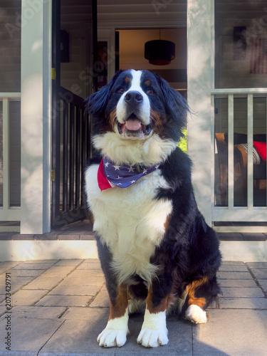 Bernese Mountain Dog, America