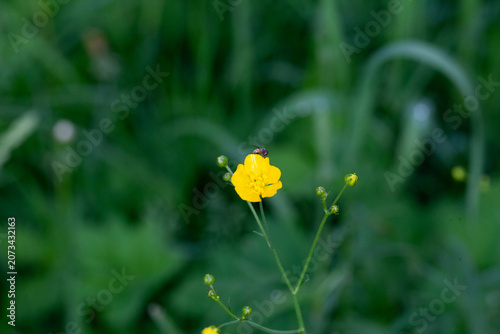 Buttercup caustic, or chicken blindness, on a background of green grass. (Latin Ranúnculus ácris).