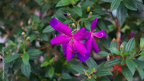 Vibrant purple princess flower blooming in the garden
