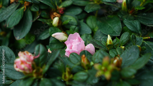 Beautiful pink azalea flower budding in the garden