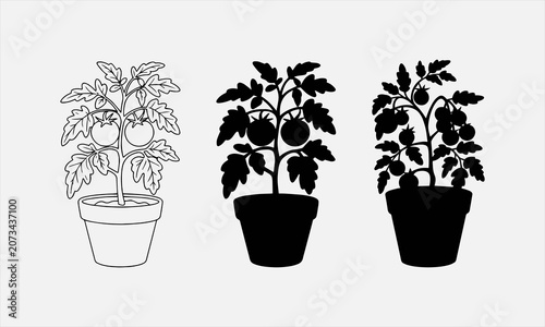 Three tomato plants in pots shown in line art and silhouette set vector illustration