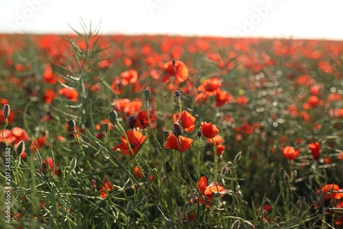 Beautiful red poppy flowers blooming in field, closeup