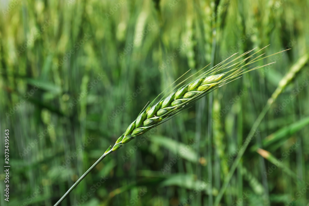 Obraz premium Wheat spikes growing in field outdoors, closeup