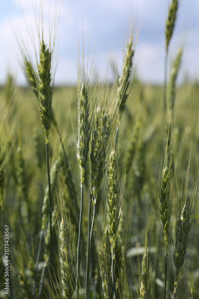 Obraz premium Wheat spikes growing in field outdoors, closeup