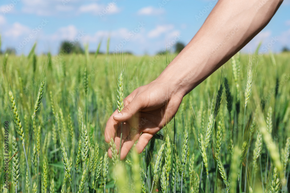 Obraz premium Man touching wheat spikes in field, closeup