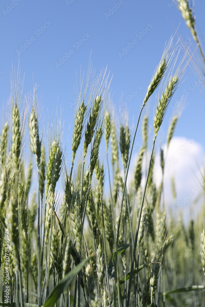 Obraz premium Wheat spikes growing in field outdoors, closeup