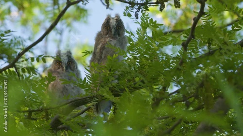 Young Long-eared Owl Owlets (Asio otus) in Natural Habitat