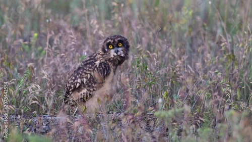 Short-eared Owl Chick (Asio flammeus) Standing on Rock and Turning Head Slow Motion Close up