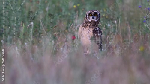 Short-eared Owl Chick (Asio flammeus) Standing on Rock and Turning Head Slow Motion