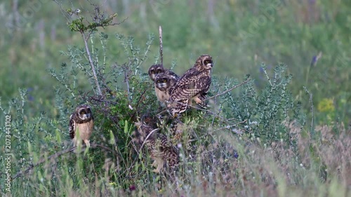 Wild Short-eared Owl five Chicks (Asio flammeus) Perched on Shrub in Natural Habitat Slow Motion