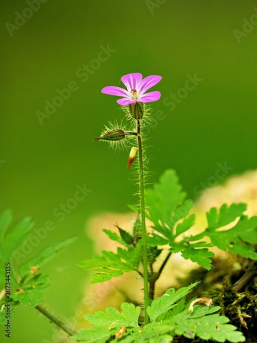 Fotografie Bloom of herb Robert (Geranium robertianum)